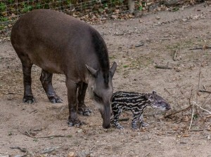tapir