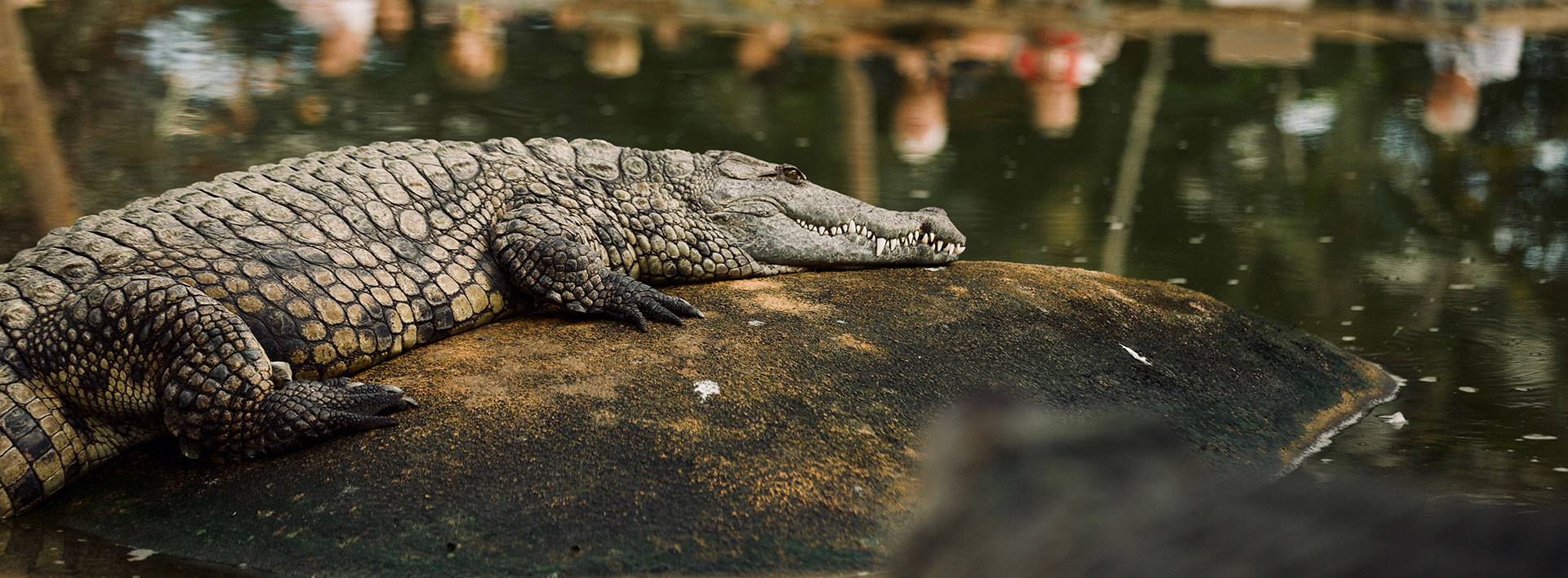 Ferme aux crocodiles Gagnez vos places sur Chérie FM Vallée du Rhône