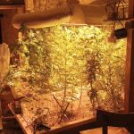 Du cannabis caché au domicile d'un ardéchois.