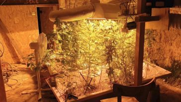 Du cannabis caché au domicile d'un ardéchois.