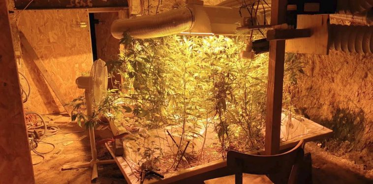 Du cannabis caché au domicile d'un ardéchois.