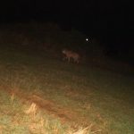 Le loup repéré sur le Coiron, en Ardèche.