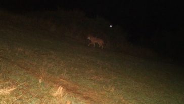 Le loup repéré sur le Coiron, en Ardèche.