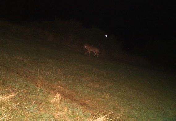 Le loup repéré sur le Coiron, en Ardèche.
