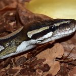 Un python royal est porté disparu en Ardèche.