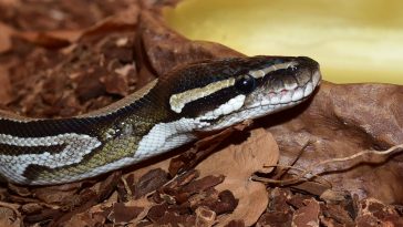 Un python royal est porté disparu en Ardèche.