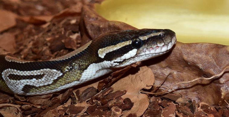 Un python royal est porté disparu en Ardèche.