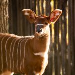 Nouvelle naissance au Safari de Peaugres.