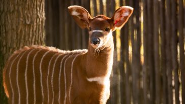 Nouvelle naissance au Safari de Peaugres.
