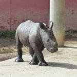 Le premier rhinocéros blanc né en France en 2023