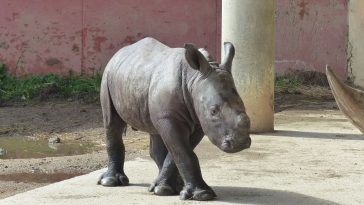 Le premier rhinocéros blanc né en France en 2023